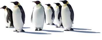 Pinguine auf dem Eisberg